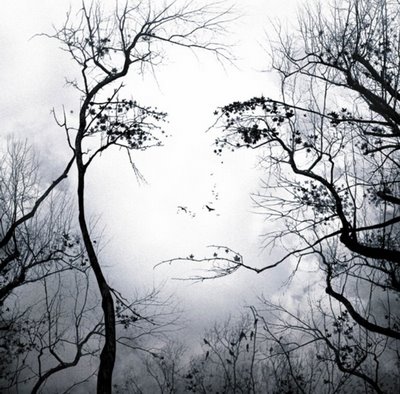 arboles_sin_hojas_detras_el_rostro_de_una_mujer1 arboles_sin_hojas_detras_el_rostro_de_una_mujer1