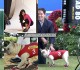 MARK CUBAN y su perro MR. QUIGGLY, desbancan a KIM KARDASHIAN como imagen de SKECHERS