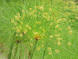 papiro